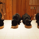 Illustration for article titled A Japanese Cat Cafe That Specializes in Black Cats
